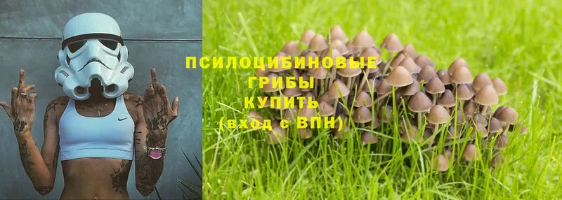 Галлюциногенные грибы Psilocybe Саранск